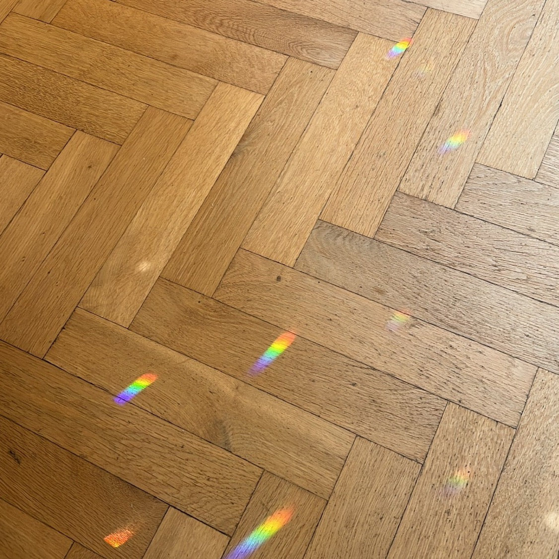 Sonnenfänger Schmetterling